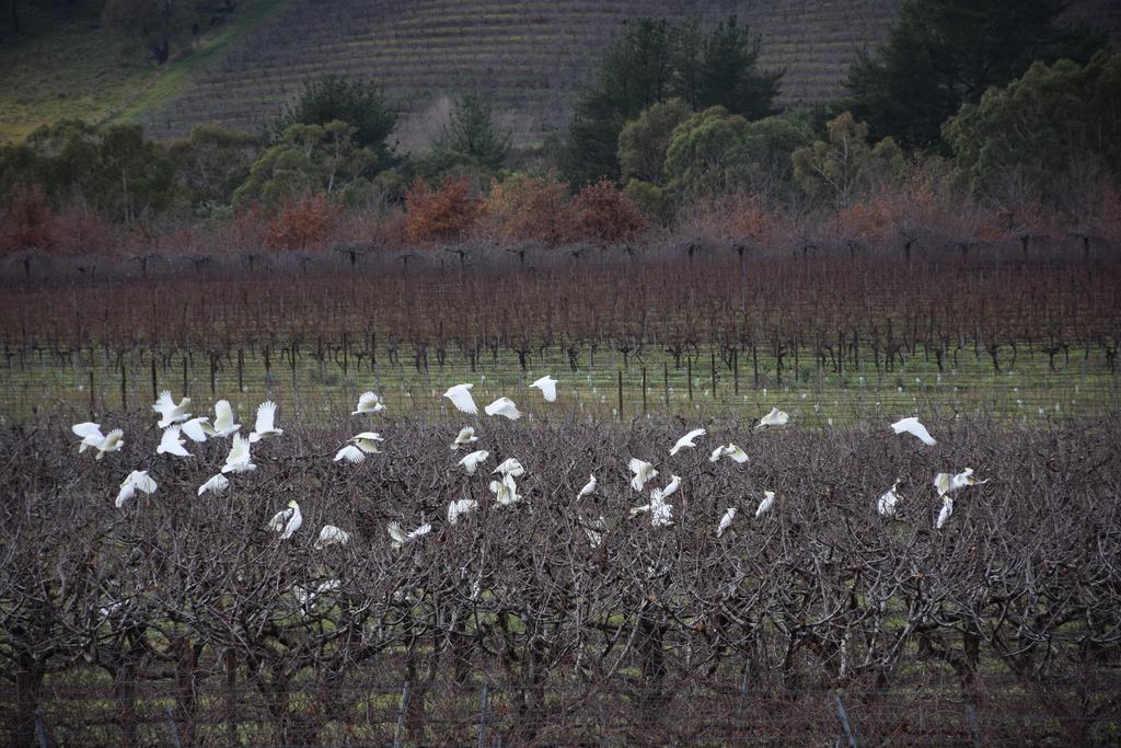 Borrodell Vineyard Otel Orange Dış mekan fotoğraf
